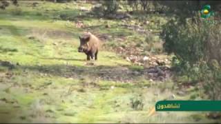 Chasse au sangliers en Algerie - Alger