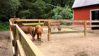 Pony Rape
