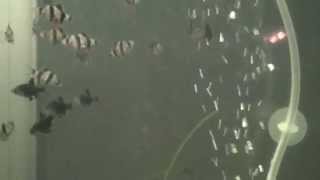 Подводный мир в аквариуме: удивительный монстры  Underwater World aquarium  awesome monsters