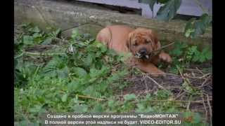 Щенки Тоса Ину