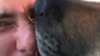 Dog Licking Face