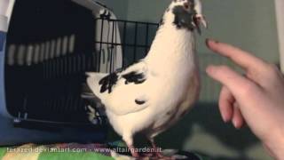 Latte the pet pigeon wants to feed me (read description)