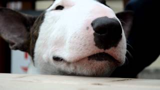Henderson, talking bull terrier
