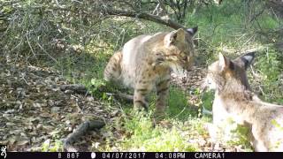 Bobcat’s in love! I think we might see Bobcat kittens soon!