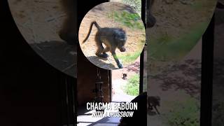 Baboon Hunt with a Crossbow #hunting #crossbow #baboon