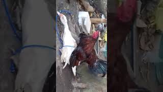 Horny chicken having sex with duck