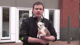 Understanding dog breeds - Chihuahua