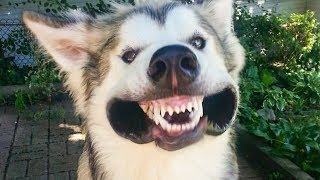 ? Funniest Cute ?Cats And ? Dogs  - Try Not To Laugh - Funny Pet Animals' Life ?