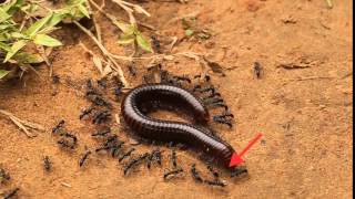 Daisy chain blue ants killing giant millipede in Cambodia! - ORIGINAL Leptogenys cyanicatena