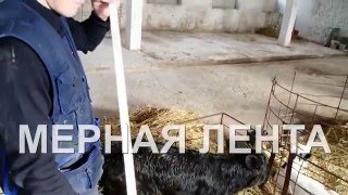 Мерная лента - определяем вес голштина. Measuring tape is the defining weight cows