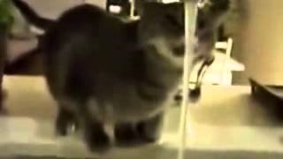 Приколы кошки 1-ого Января.