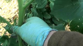 Ausgeizen und Formen Fleischtomaten Sorte Orange Giant