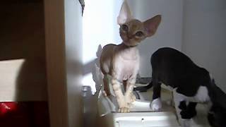 Rexintense Jon Bon Jovi - Devon Rex 10 weeks old