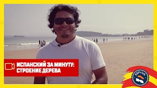 Испанский за минуту: строение дерева | ESP Club Moscú