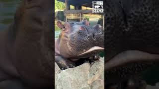 Hippo Fiona Climbing the Wall and Mugging for the Camera - Cincinnati Zoo #shorts