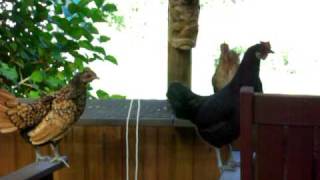 Who said hens can't crow?