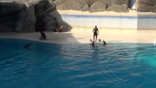 Дельфинарий в Италии / Dolphinarium in Italy