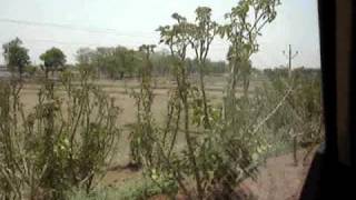 Jatropha planted along with Gangrel Canal in Kurud, Chhattisgarh. Part-1