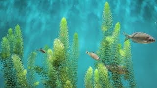 世界の淡水魚