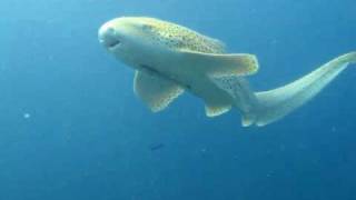 Leopard sharks in Andaman sea