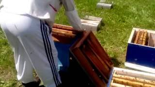 2. Beekeeping. Формирование нуклеусов.