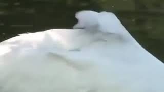 Вот эта красота