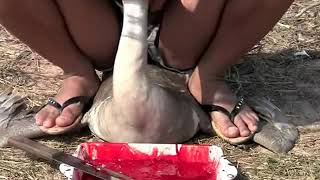 Geese Slaughter