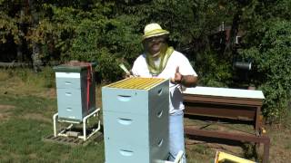 Brandhollow Apiary - Fall Preparation Hive Inspection