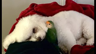 Dog and parrot are basically Siamese twins. But different mothers.