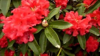 048. РОДОДЕНДРОНЫ И КОЛОКОЛЬЧИКИ В НАШЕМ САДУ - Apr 23, 2016