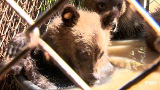 Grizzly Cubs