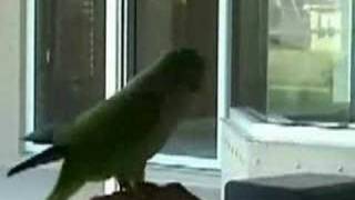 Super bird(lcd soundsystem)