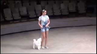 Dogs - Latifa Turdieva
