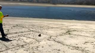 Hawk grabs two baby ducks