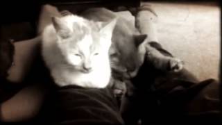 Vines Quit Your Licking Funny Cats Movie 2 Music
