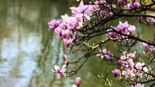 Japanese garden Hasselt (Belgium) - Lens : Carl Zeiss Planar lens T* 1.4/50 50mm F1.4 ZE