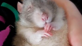 This couple adopted a disabled senior rat