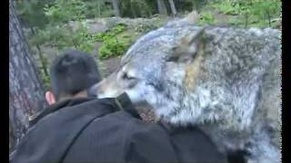 Cute wolf licking!
