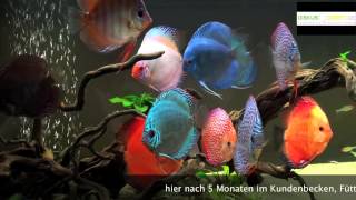 Stendker Diskusfische von diskus-direkt.de im Kundenbecken