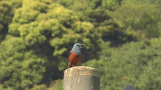 残したい故郷の野鳥　イソヒヨドリ　熱海市和田木町