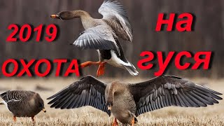 # 48 Гусь-гигант!!! Такого я ещё не добывал. Охота на гуся весной 2019 видео.