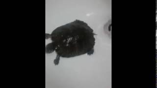 TURTLE DAB | DANK MEME