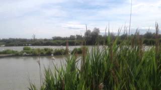 Parc Ornithologique Pont de Gau