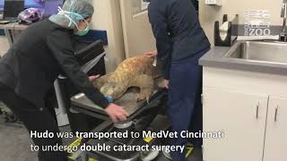 Cincinnati Zoo’s Komodo Dragon Recovering Nicely after Double Cataract Surgery