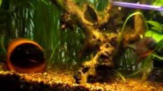 Severum Breeding activitys