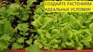 ...И ЧТО НУЖНО ЭТОЙ РАССАДЕ? 