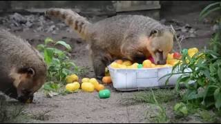 Tallinn Zoo Animal Enrichment Day 2016