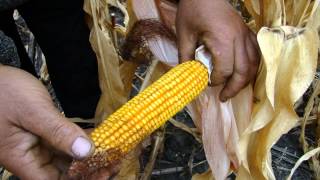 No-till кукуруза после подсолнечника. Уборка
