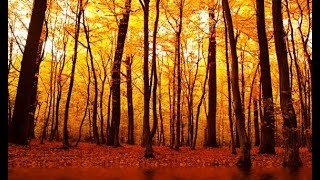 Healing Meditation Music, Soothing Music, Relaxing Music Meditation, Binaural Beats, ☯2309