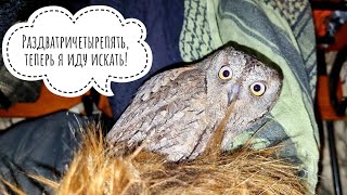 Как потерять сову дома? Это легко. Филин Ёль впервые увидела больших тараканов